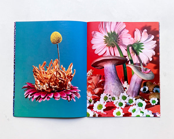 Mushrooms & Friends 2