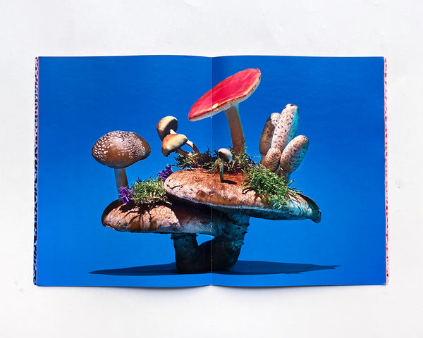 Mushrooms & Friends 2