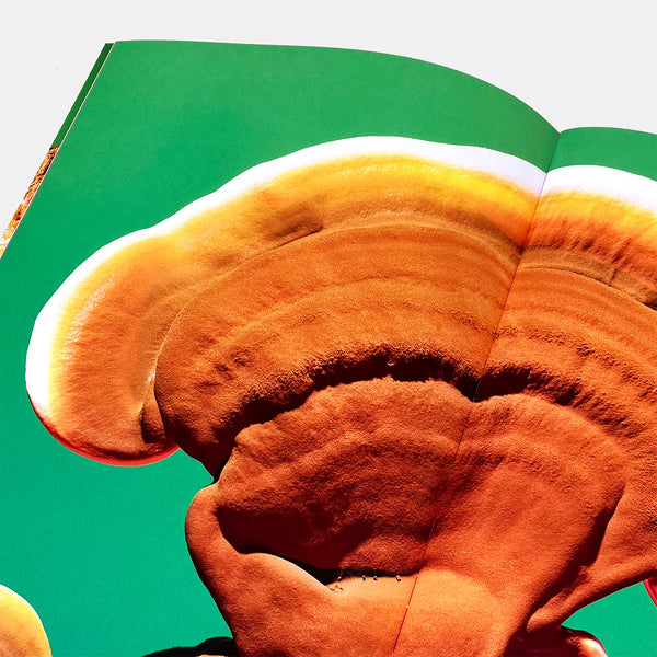 Mushrooms & Friends 4