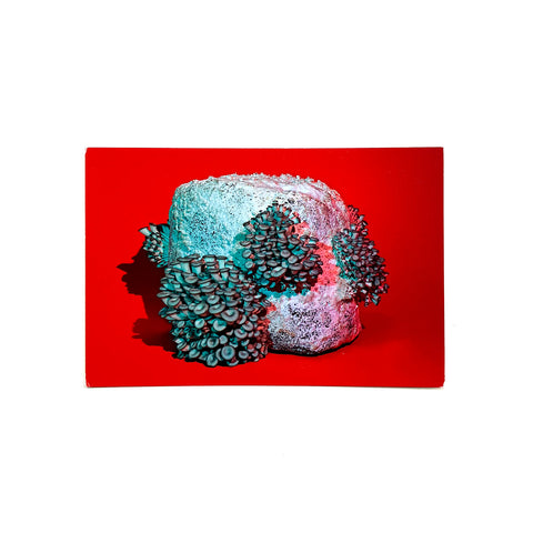 Blue Oyster (Pleurotus ostreatus) Postcard