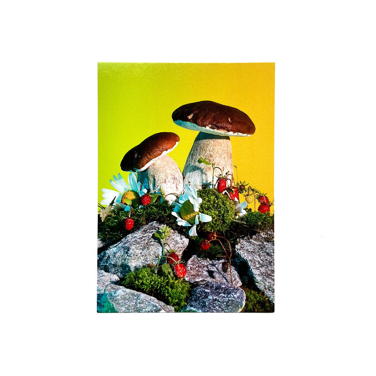 Boletus edulis Postcard