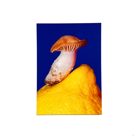 Cuphophyllus pratensis Postcard