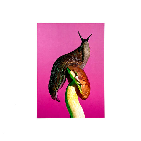 Imleria badia Postcard