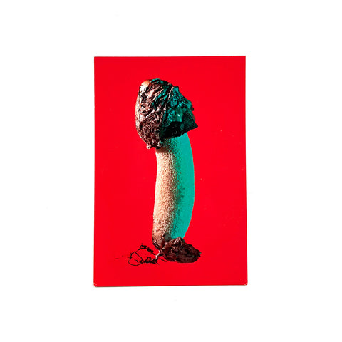 Phallus ravenelii Postcard