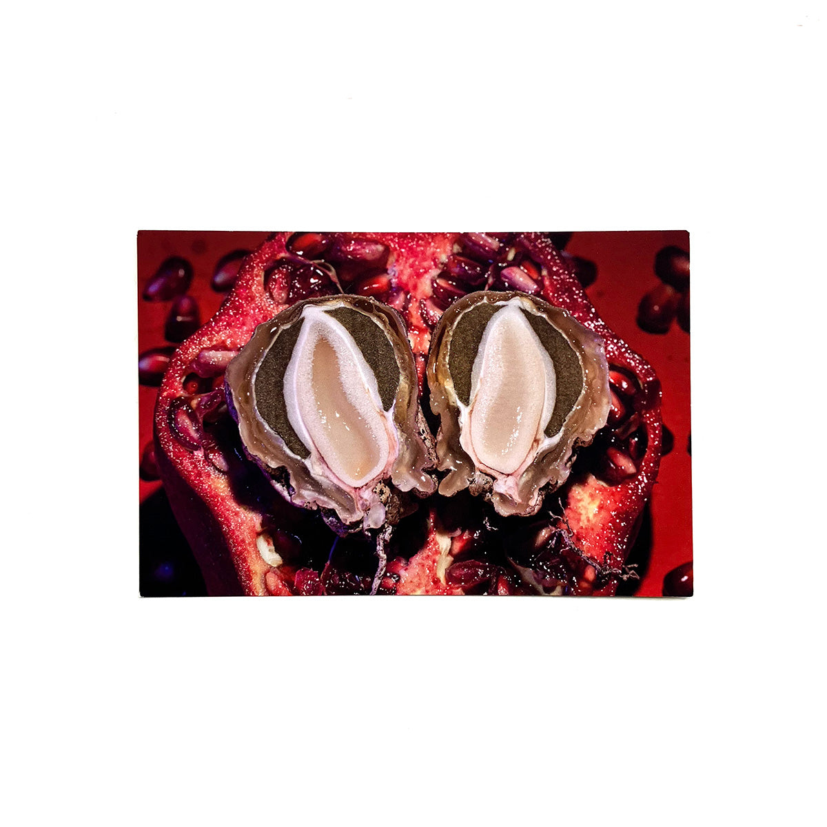 Phallus ravenelii Postcard 2