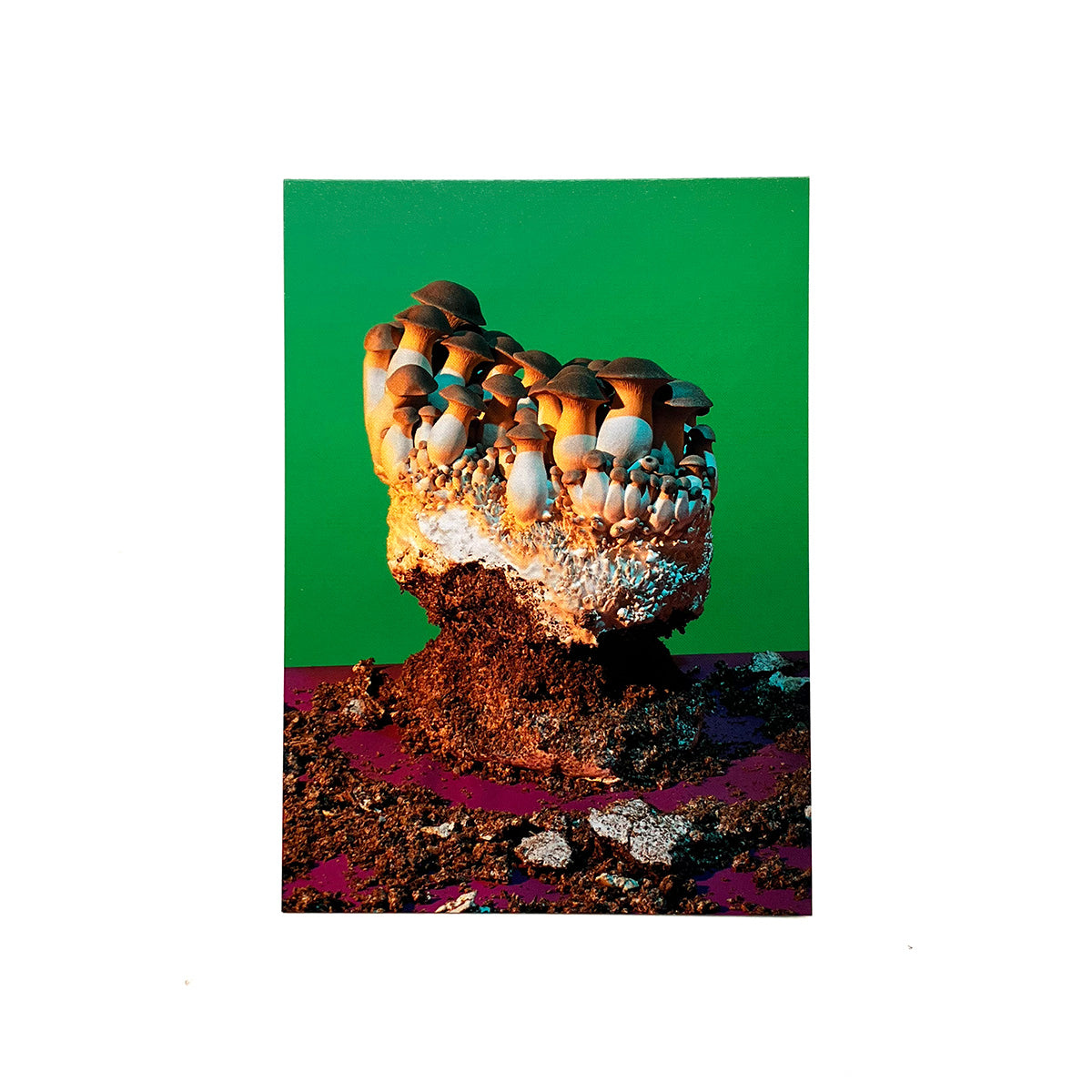 Pleurotus eryngii Postcard