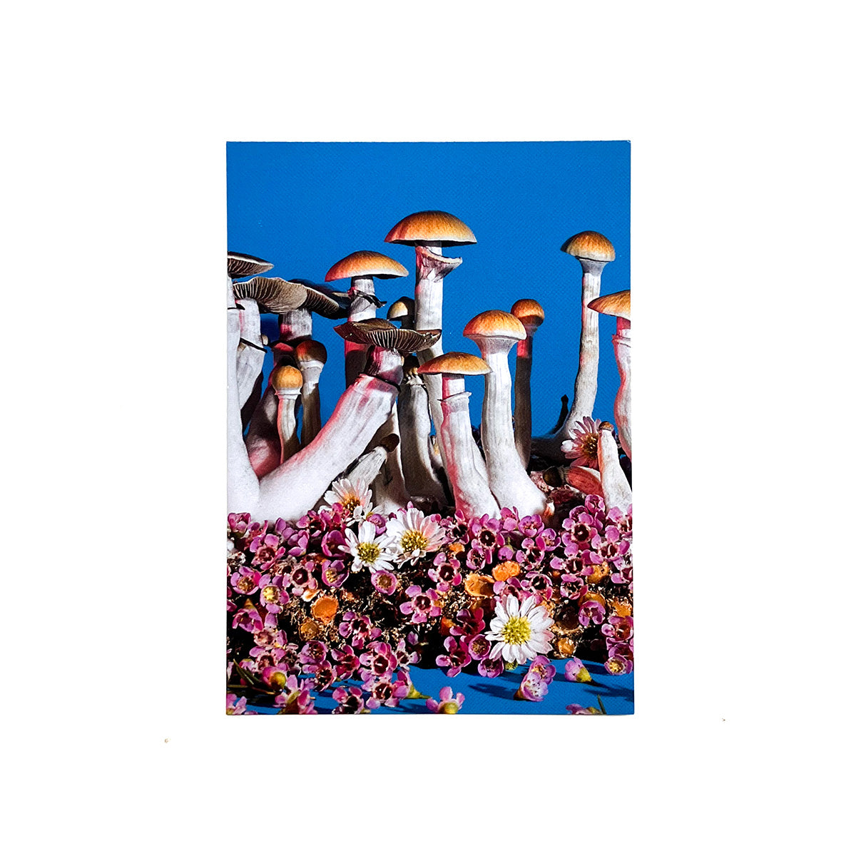 Psilocybe cubensis Postcard
