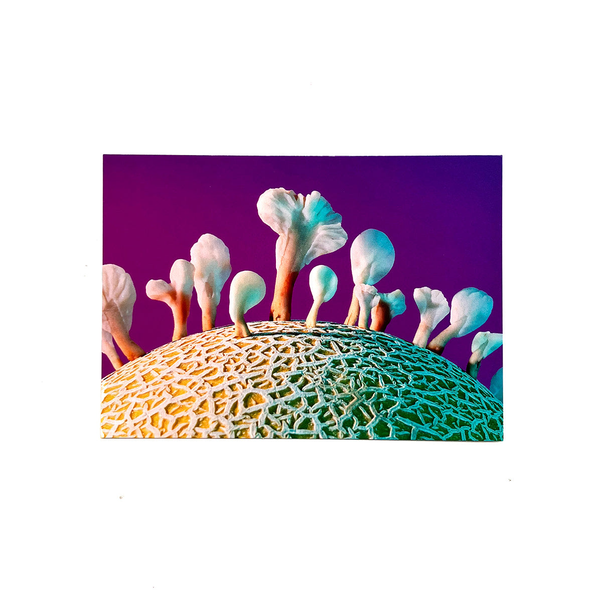 Spathularia rufa Postcard