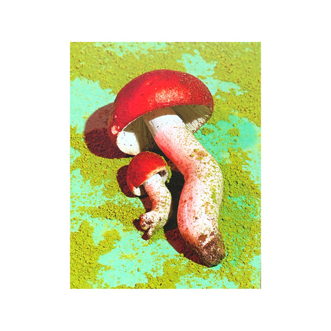 Mushrooms &amp; Friends